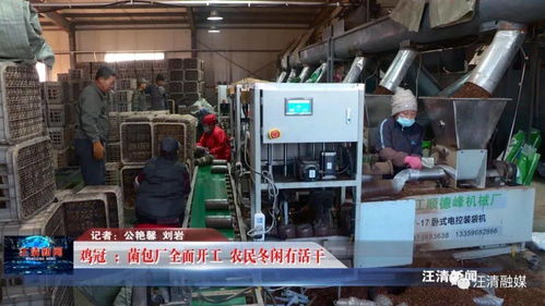 雞冠菌包廠全面開工，網絡工程賦能，農民冬閑有活干